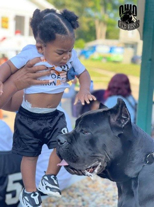 Ohio Cane Corsos Kennel with Beautiful Champions